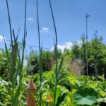 Mini Tour Irlandaise Devenish – Image 2